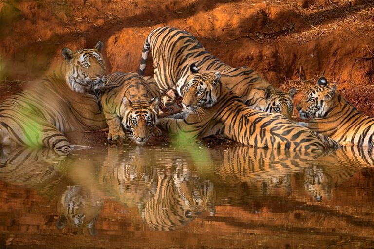Indien - Wo die wilden Tiere wohnen ©Soumabrata Moulick/istock